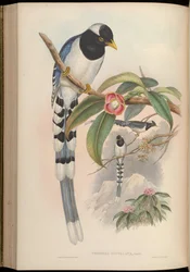 Yellow-billed Blue Magpie